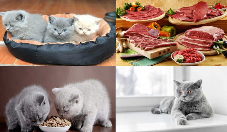 Thức ăn cho mèo anh lông ngắn 2 tháng tuổi: Chăm sóc dinh dưỡng cho vật nuôi của bạn