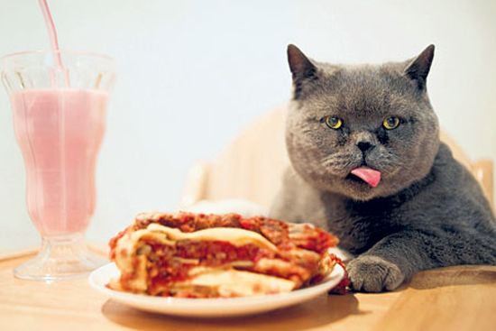 Tất tần tật thông tin về thức ăn cho mèo Ba Tư