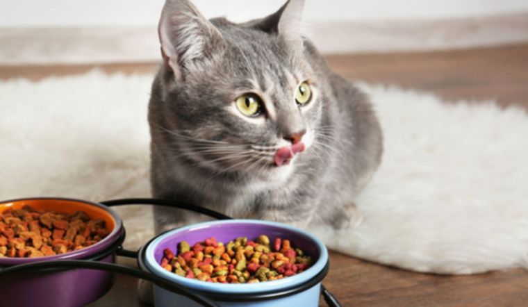 Thực phẩm phù hợp cho mèo bị gan và cách chăm sóc chúng