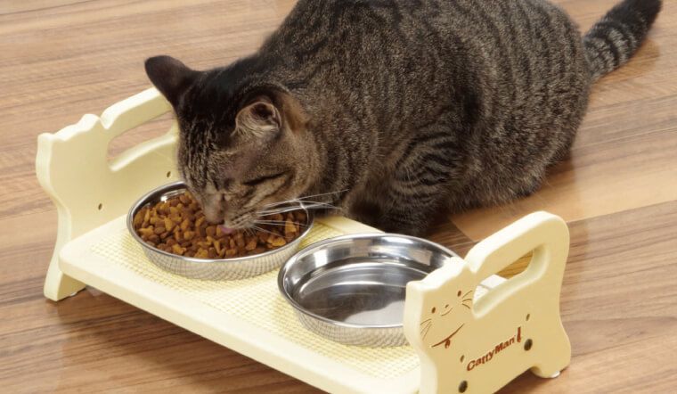 Tìm hiểu về thức ăn cho mèo giá rẻ tphcm - Tips giúp bạn chăm sóc thú cưng một cách tốt nhất