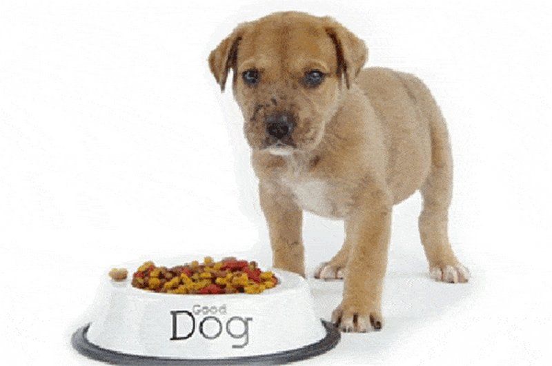 Thông tin thực tế về thức ăn chó mèo nhập khẩu - Chuyên gia dinh dưỡng tiết lộ