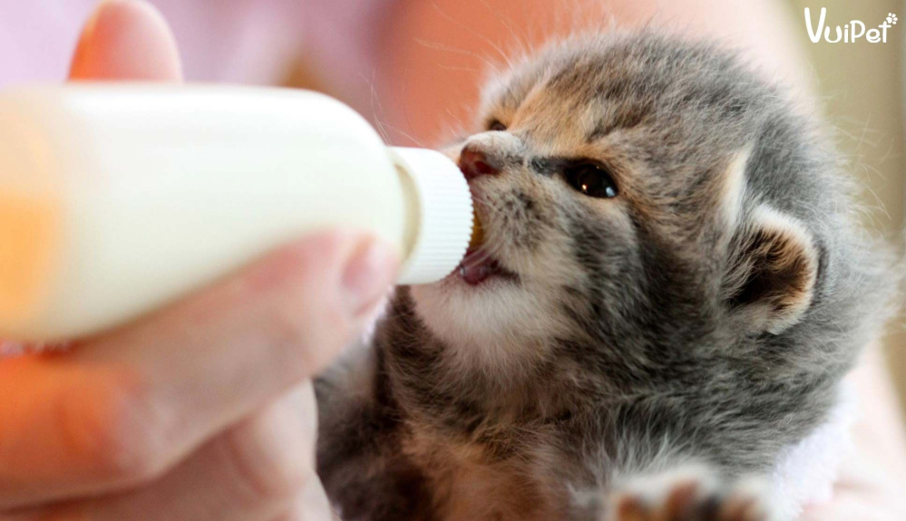 Thức ăn cho mèo sơ sinh - Những điều cần biết và các lựa chọn tốt nhất