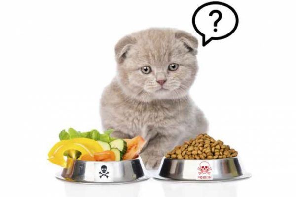 What is Cat Food in English? - Essential Information for Cat Owners