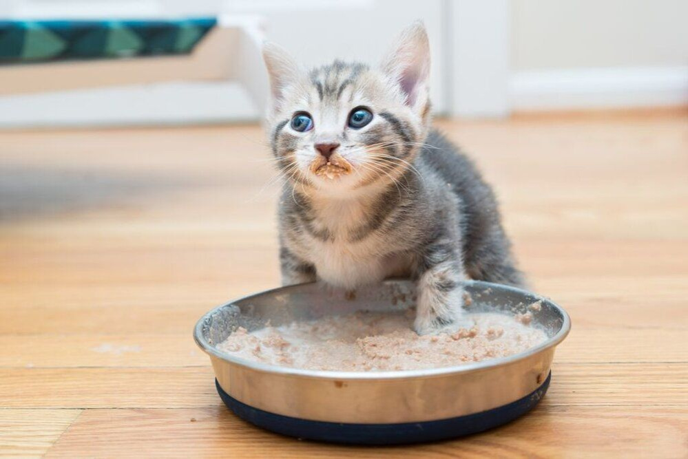 Thức ăn cho mèo trưởng thành - Chăm sóc dinh dưỡng cho thú cưng của bạn