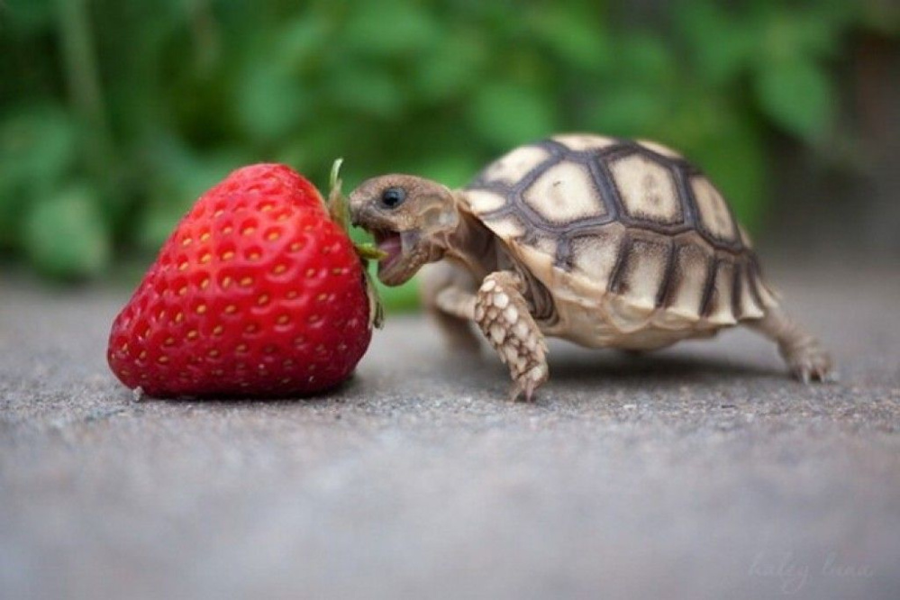 Thông tin về thức ăn cho rùa cảnh - Cách chăm sóc một cách chuyên nghiệp