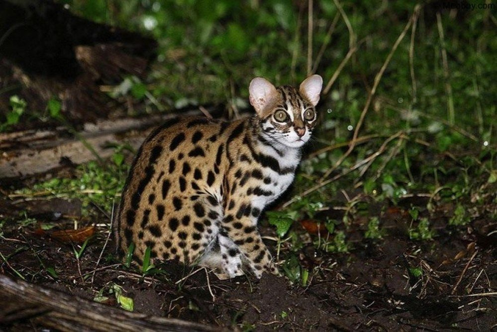Tìm hiểu về thức ăn của mèo rừng: Sự phong phú và đa dạng trong thực đơn