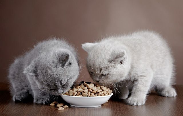 Tìm hiểu thông tin về thức ăn dặm cho mèo con