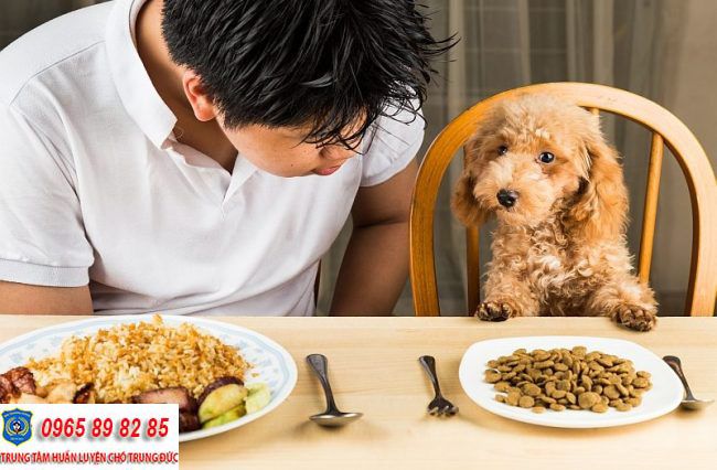 Thức ăn dành cho chó Poodle - Hướng dẫn chọn lựa và cung cấp dinh dưỡng