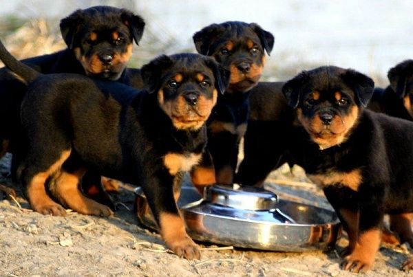 Thức ăn khô cho chó Rottweiler - Những điều cần biết và lựa chọn tốt nhất