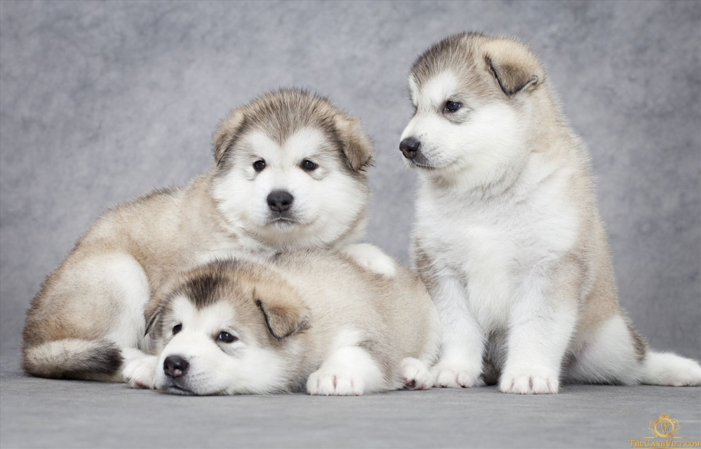 Tìm hiểu về Giống chó Alaska - Thông tin chi tiết về đặc điểm, lối sống và chăm sóc