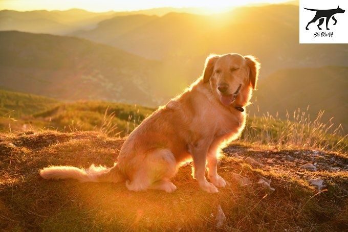 Tìm hiểu về giống chó Golden: Các thông tin cần biết và cách chăm sóc