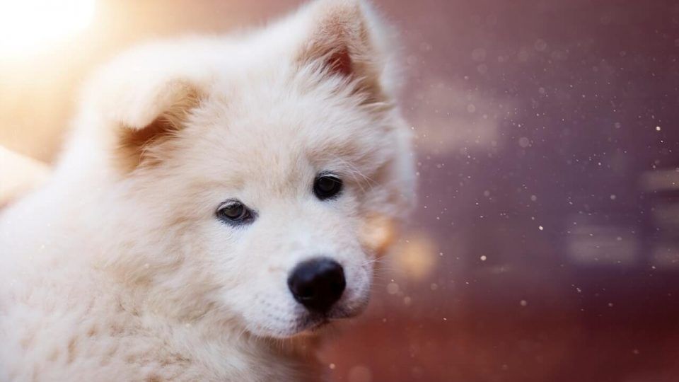 Top 10 giống chó đẹp nhất để nuôi trong năm 2021