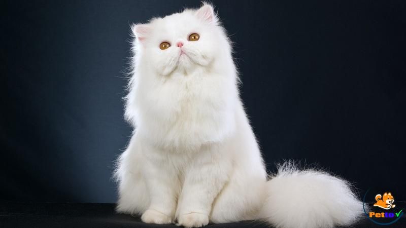 Top 10 giống mèo đẹp nhất thế giới - Thông tin chi tiết về từng giống