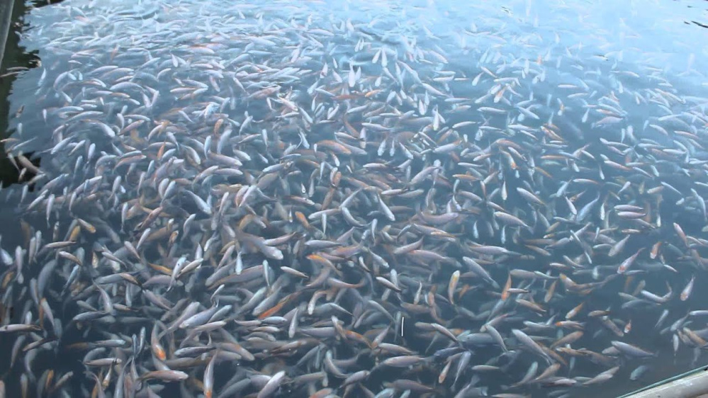 Trại cá giống Hưng Yên - Chất lượng uy tín, giá cả hợp lý
