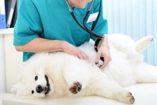 Trạm thú y Lý Thường Kiệt - Nơi cung cấp dịch vụ chăm sóc sức khỏe động vật chuyên nghiệp