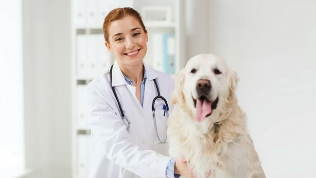 Chasing the Dream: Discovering the Path to Becoming a Veterinarian