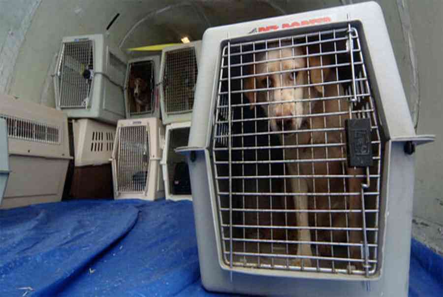 Vận chuyển thú cưng Sài Gòn - Cung cấp dịch vụ vận chuyển an toàn và chuyên nghiệp