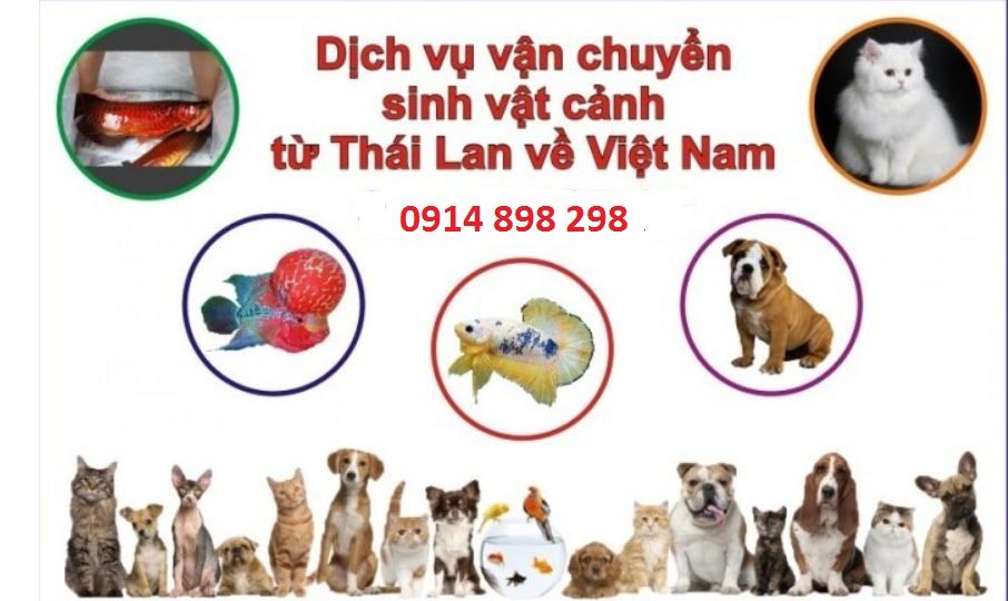 Vận chuyển thú cưng từ Thái Lan về Việt Nam - Hướng dẫn giá cước và thủ tục