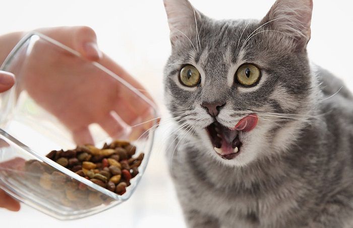 Thời gian cần để sử dụng hết 1kg hạt mèo An trong bao lâu?