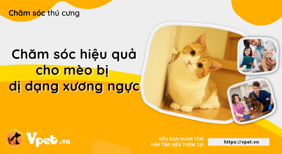 Dị dạng xương ngực ở mèo - Phẫu thuật là lựa chọn điều trị duy nhất