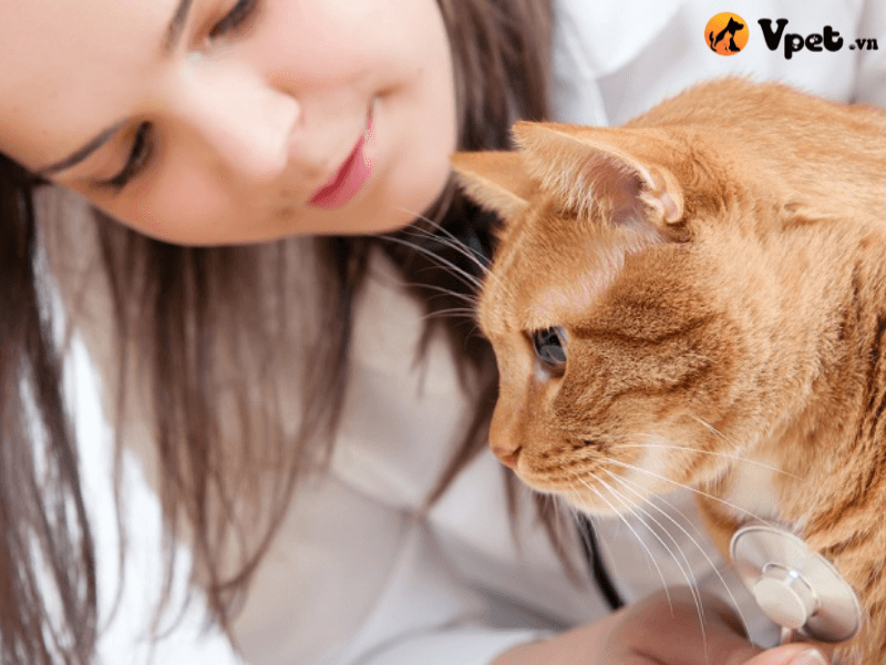 Các mẹo chăm sóc tốt cho mèo bị dị dạng xương ức tại nhà