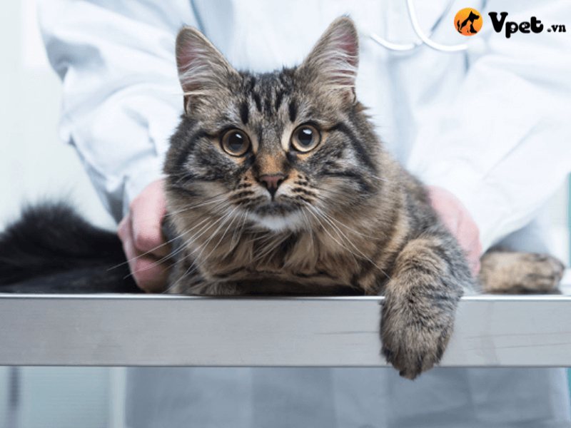 Phẫu thuật điều chỉnh lệch bàng quang ở mèo