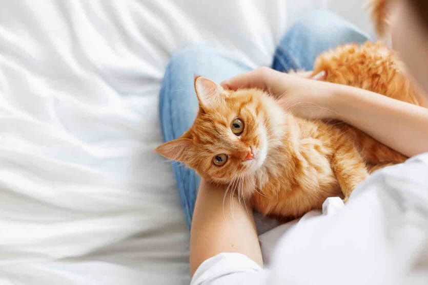Tìm hiểu về ưu điểm của mèo - Tại sao mèo là giống thú cưng tuyệt vời