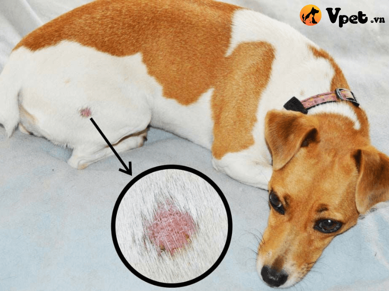 Bệnh viêm da dị ứng ở chó (bệnh Allergic Dermatitis)