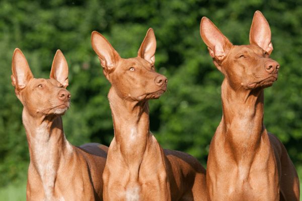 Tìm hiểu về 20 giống chó đắt nhất thế giới - Top Breed