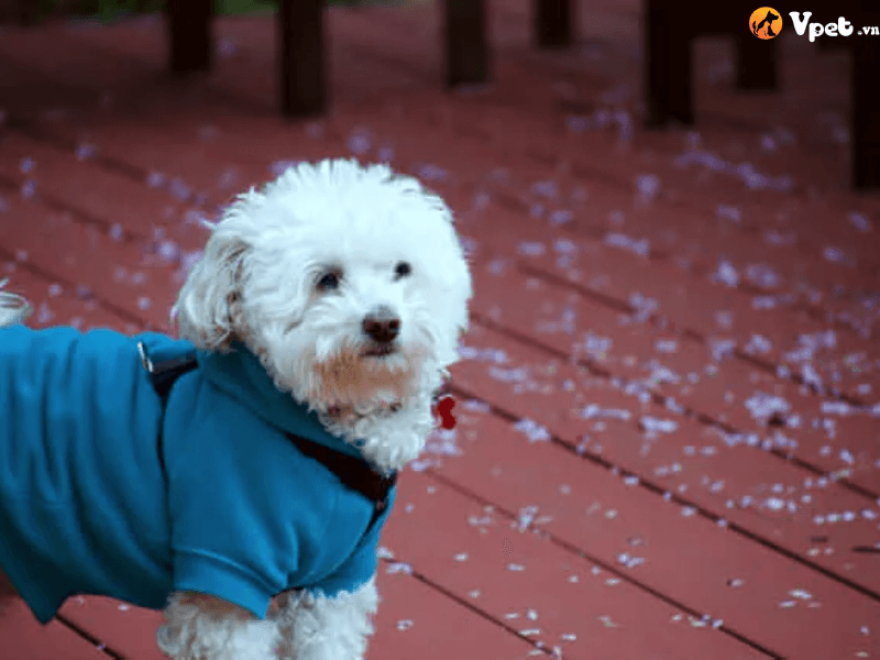 Vì sao nên lựa chọn quần áo đúng kích cỡ cho cún cưng