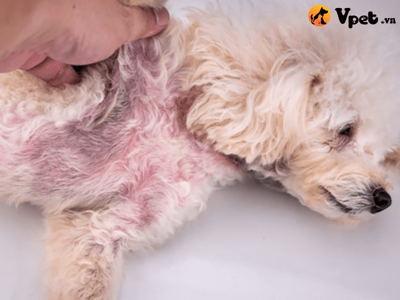 Bệnh viêm nang lông ở chó (bệnh Follicutilis)