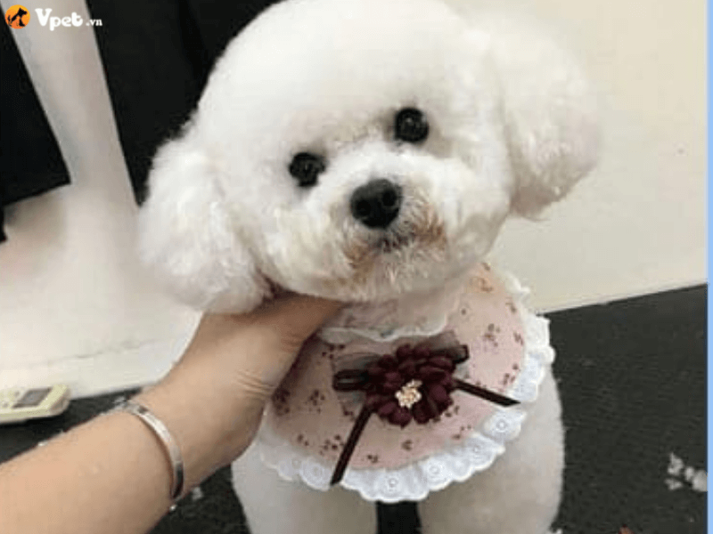 Mẫu cắt tỉa lông chó Poodle loại mặt Teddy Bear