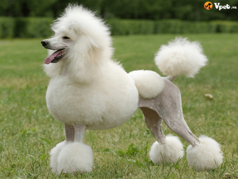 Mẫu cắt lông chó Poodle theo style tiểu yêu tinh