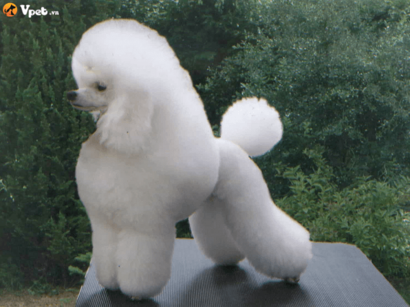 Kiểu lông cho chó poodle kiểu Continental và kiểu yên ngựa