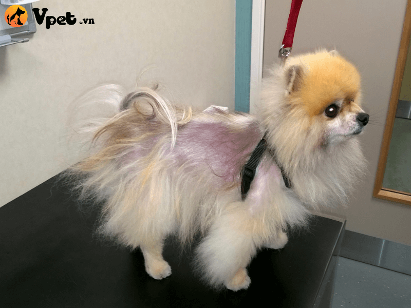  Bệnh rụng lông ở chó do thiếu hormone tăng trưởng