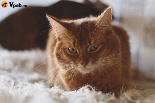 Albumin trong máu thấp ở mèo