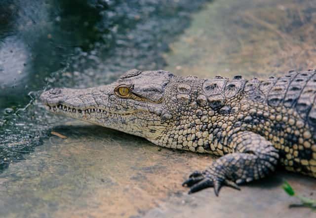 Alligator là con gì? Tìm hiểu thông tin về loài cá sấu đầy bí ẩn