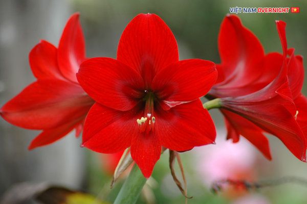 Amaryllis là hoa gì? Cẩm nang thông tin về loài hoa độc đáo