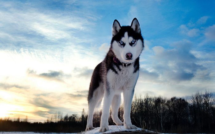 Khám phá những bức ảnh chó cảnh đẹp đến từ khắp nơi trên thế giới