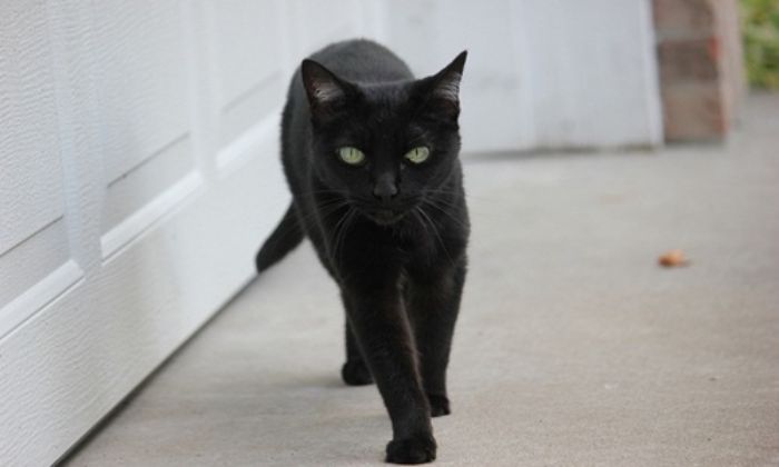 Tuyển tập ảnh con mèo đen vô cùng dễ thương