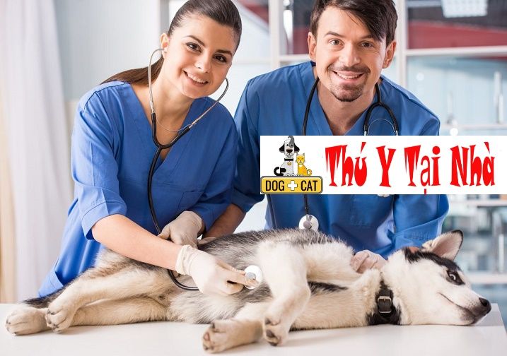 Bác sĩ thú y tại nhà - Giải pháp tiện lợi cho thú cưng của bạn