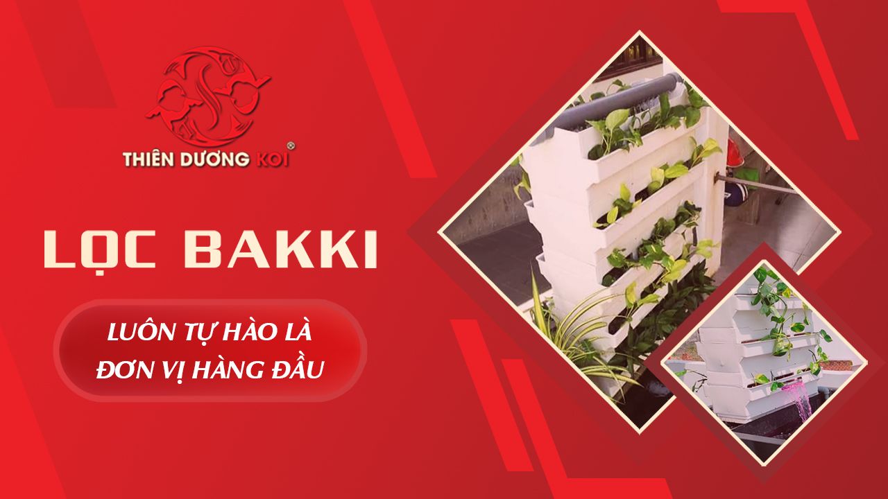 Bakki Hồ Koi: Tất Tần Tật Thông Tin Về Hệ Thống Lọc Hiệu Quả