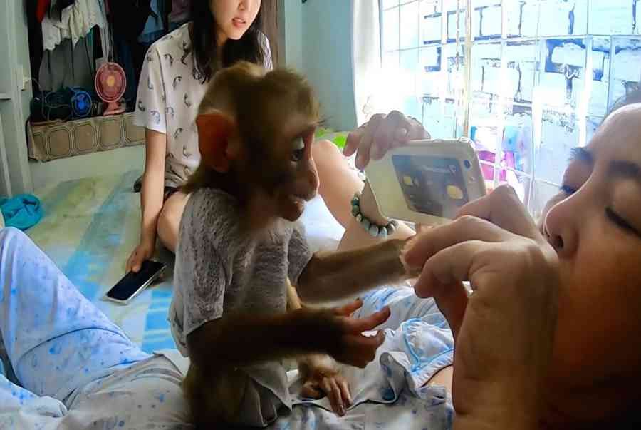 Thông tin bán khỉ baby - Tất tần tật những điều cần biết