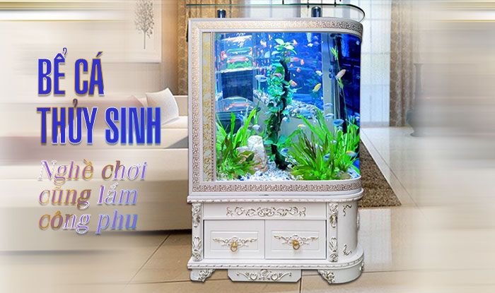 Tìm hiểu về bể cá cảnh thủy sinh và cách chăm sóc chúng