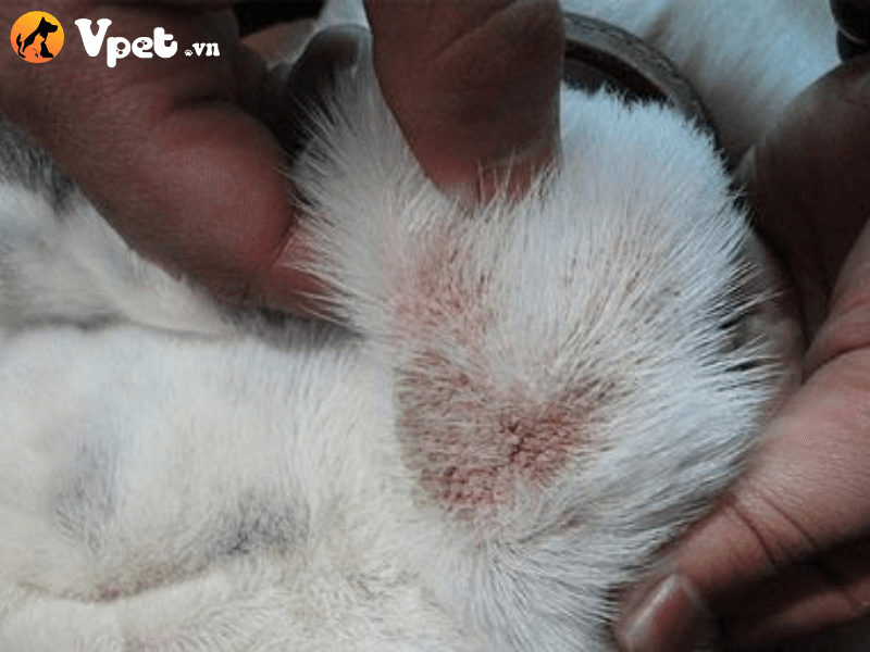 Chăm sóc chó bị Demodex Canis