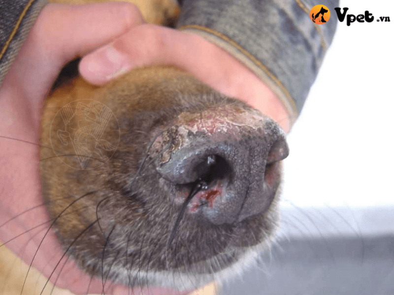Bệnh viêm da ở mũi chó