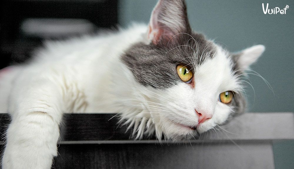 Bệnh FIP ở mèo: Nguyên nhân, triệu chứng và cách điều trị hiệu quả