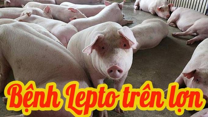 Tìm hiểu về bệnh Leptospirosis ở lợn