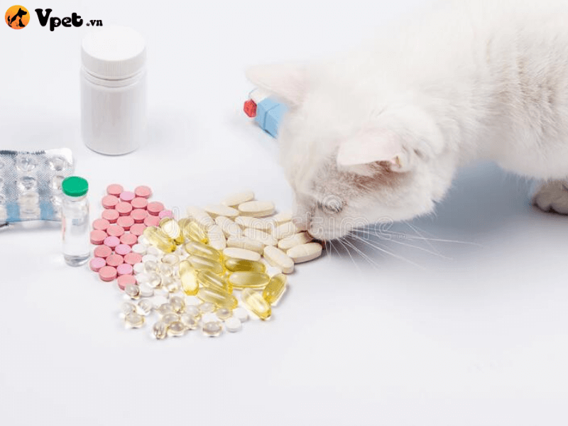Điều trị bệnh da, tự miễn dịch (bệnh pemphigus) cho mèo