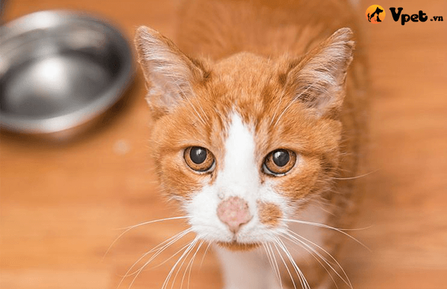 bệnh tiểu đường nhiễm toan ceton ở mèo